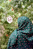 سروین سبز