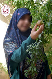غنچه